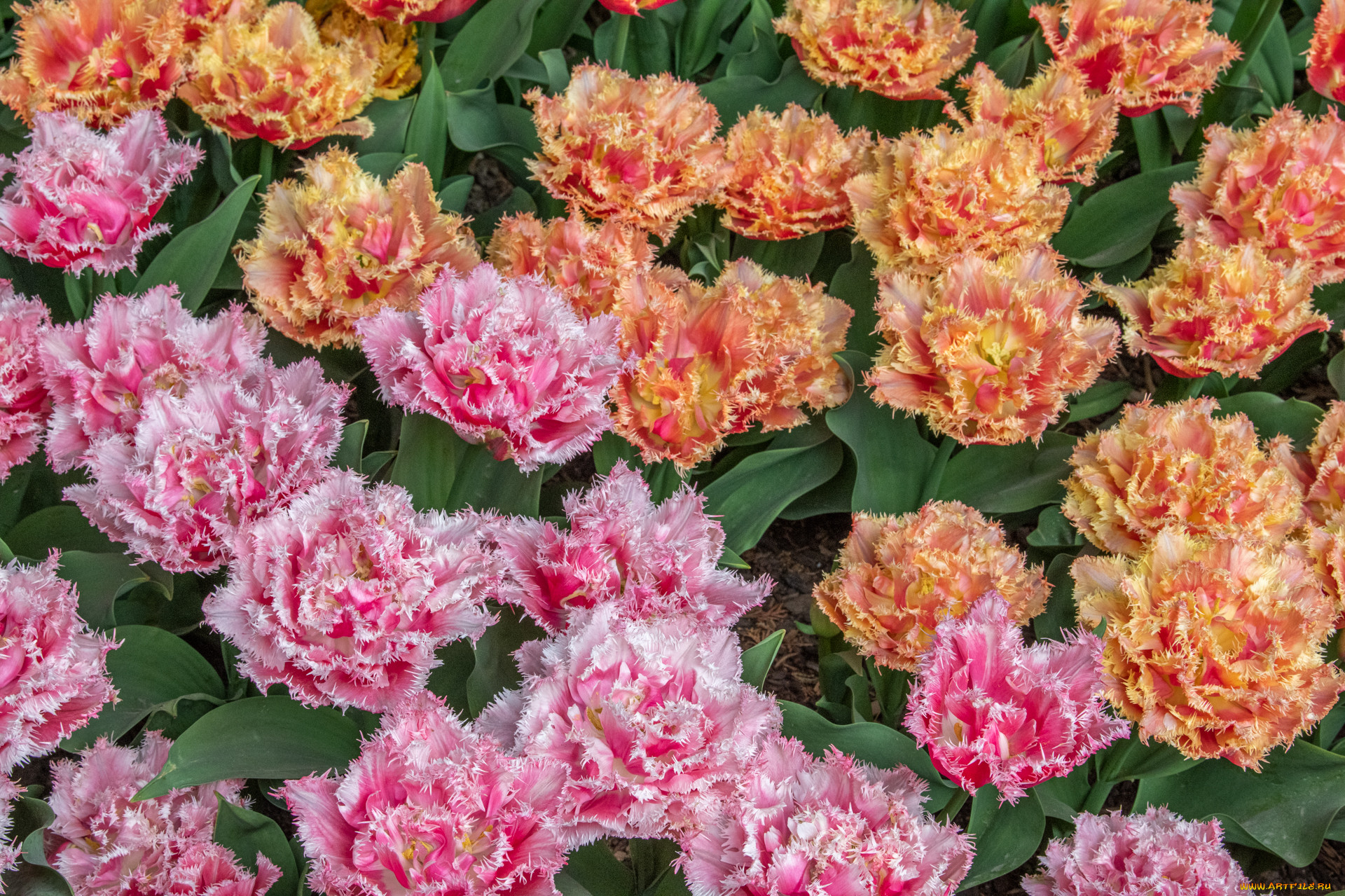 �����, ��������